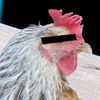 Imagen de perfil de Sweet Poo Smell
