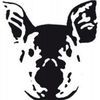Imagen de perfil de Dead Pig