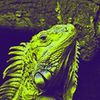 Imagen de perfil de Sala Iguana Café